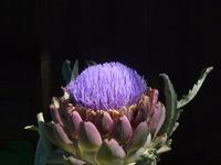 Artichoke
