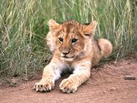 Lion Cub