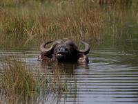 Water Buffalo