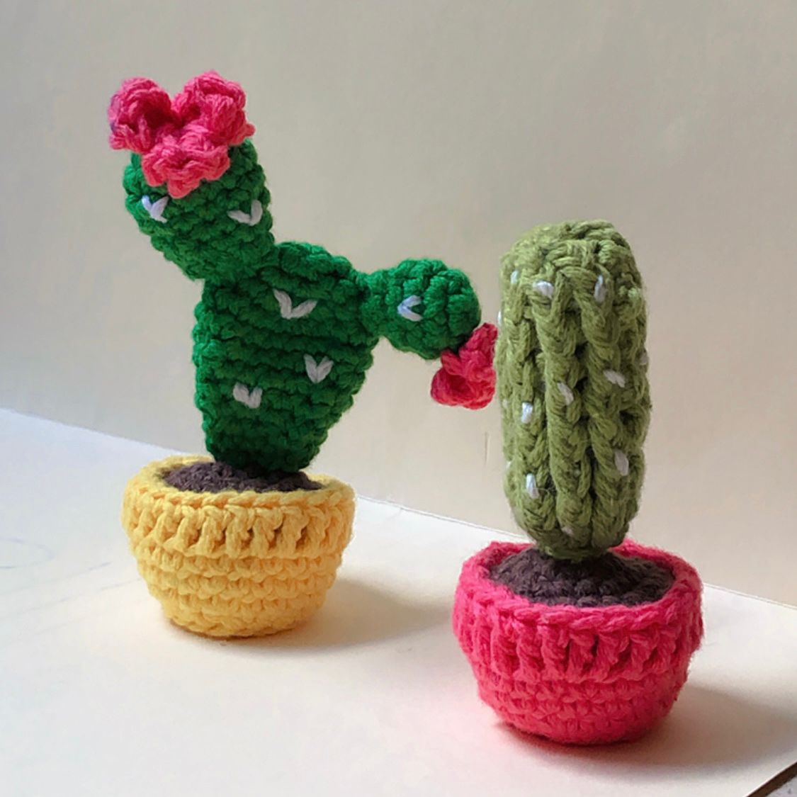 Cactus con Maceta