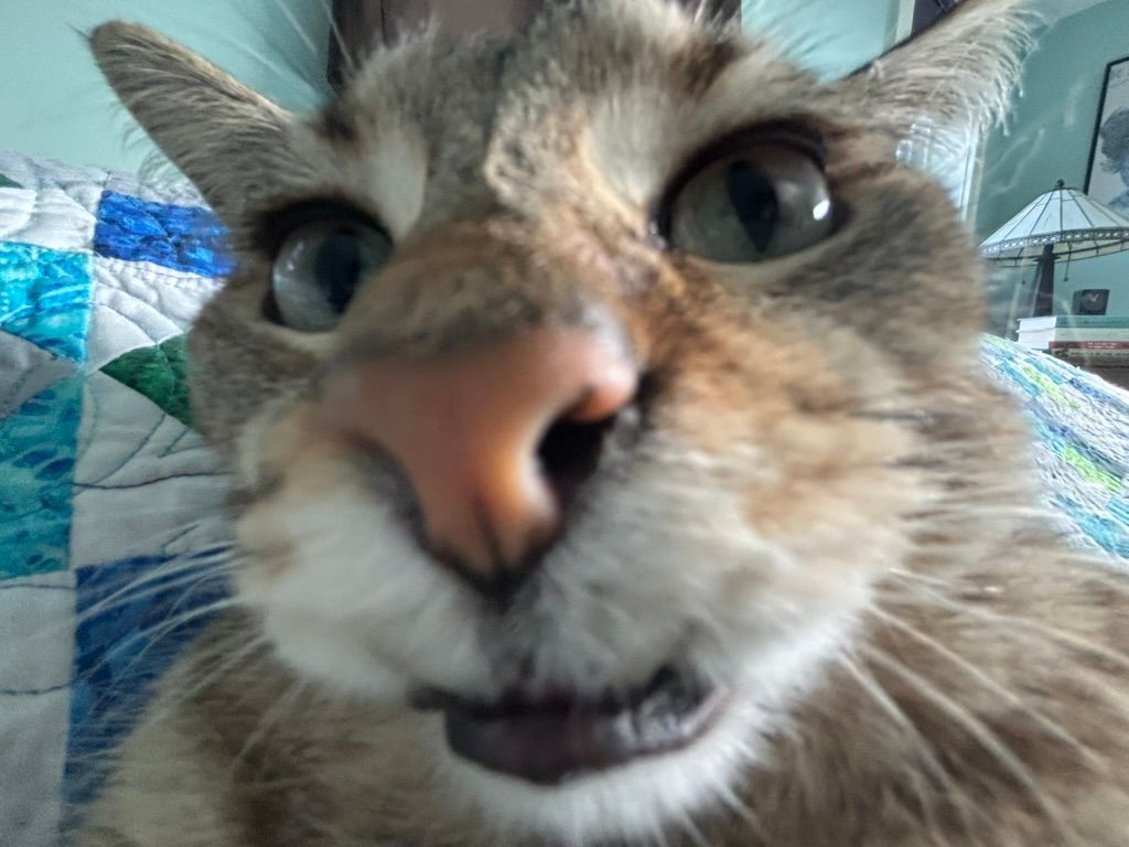 Mein Kitten