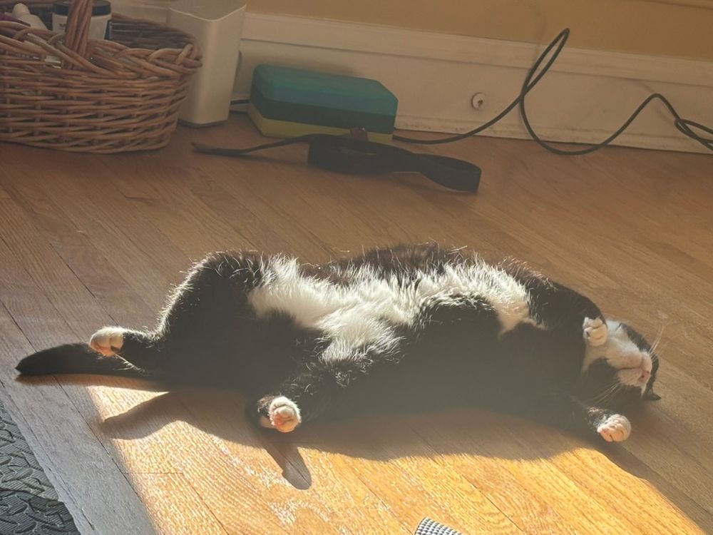 My cat in the sun. 