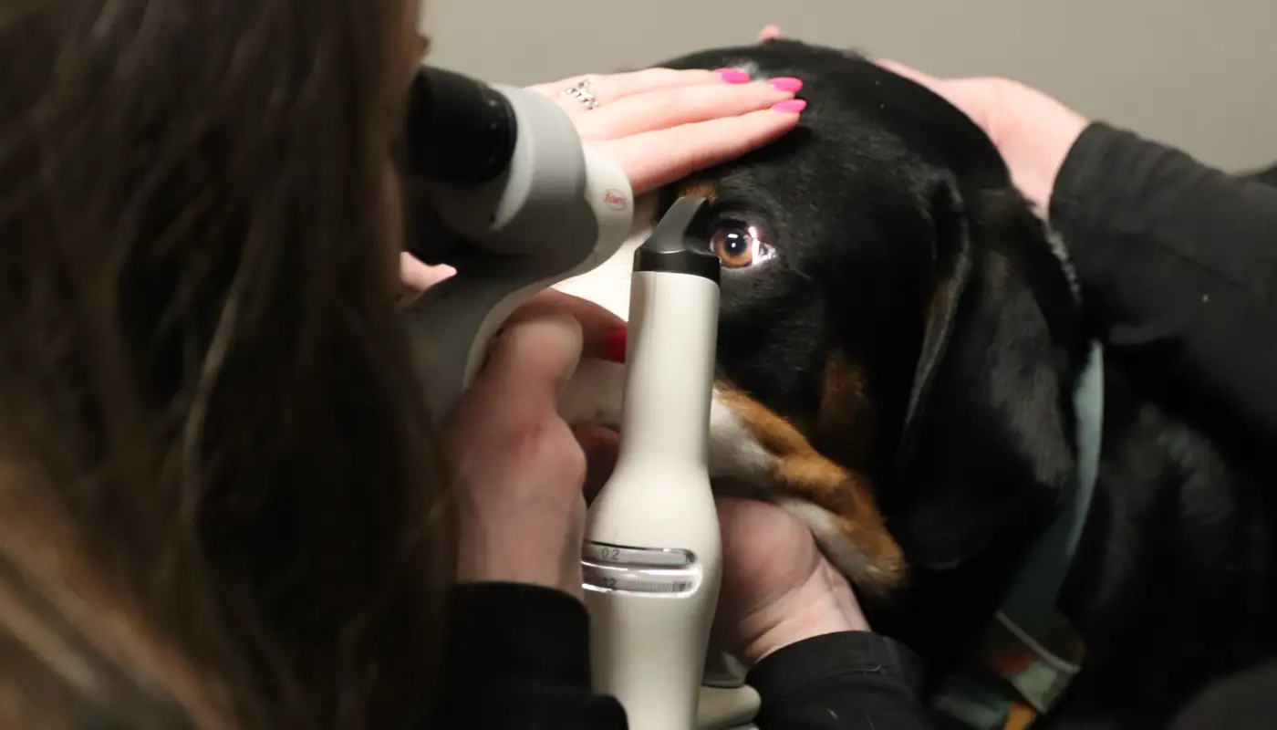 Cannabis and pets: Inside the rise of THC-related veterinary emergencies