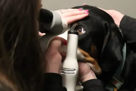 Cannabis and pets: Inside the rise of THC-related veterinary emergencies