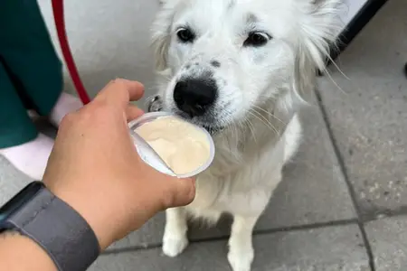 Wheat Ridge Animal Hospital Ice Cream Truck Tradition