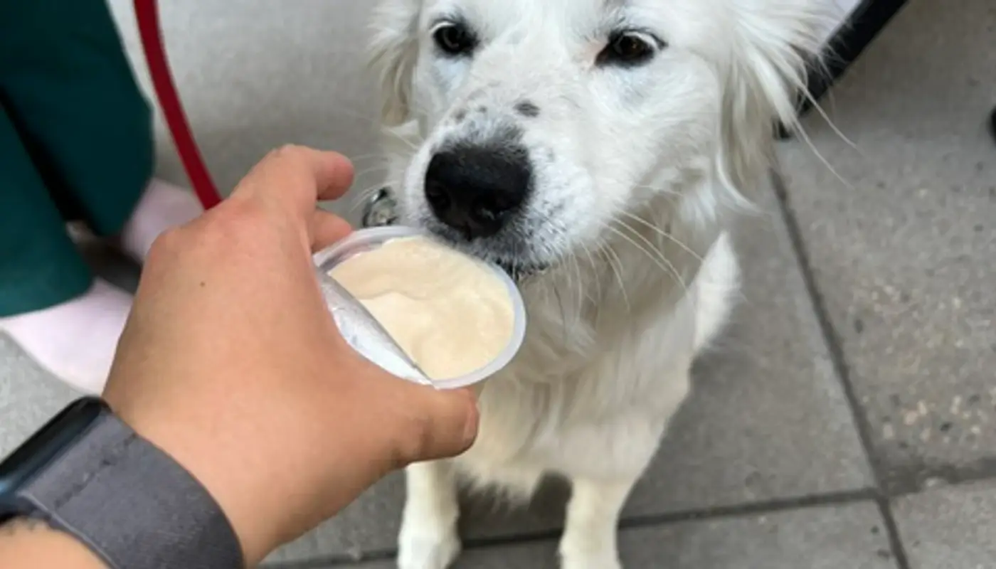 Wheat Ridge Animal Hospital Ice Cream Truck Tradition