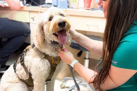 Protecting the K9 Teams Who Protect Us