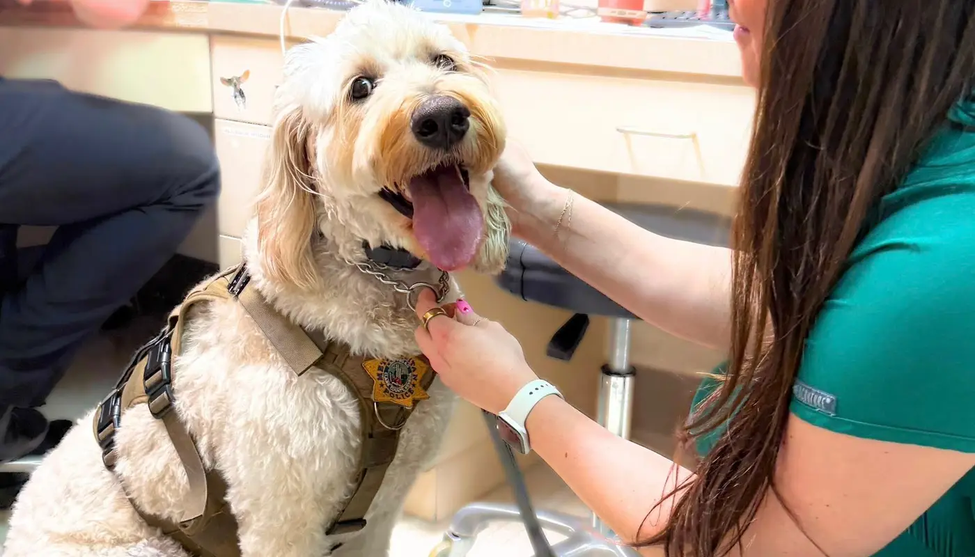 Protecting the K9 Teams Who Protect Us