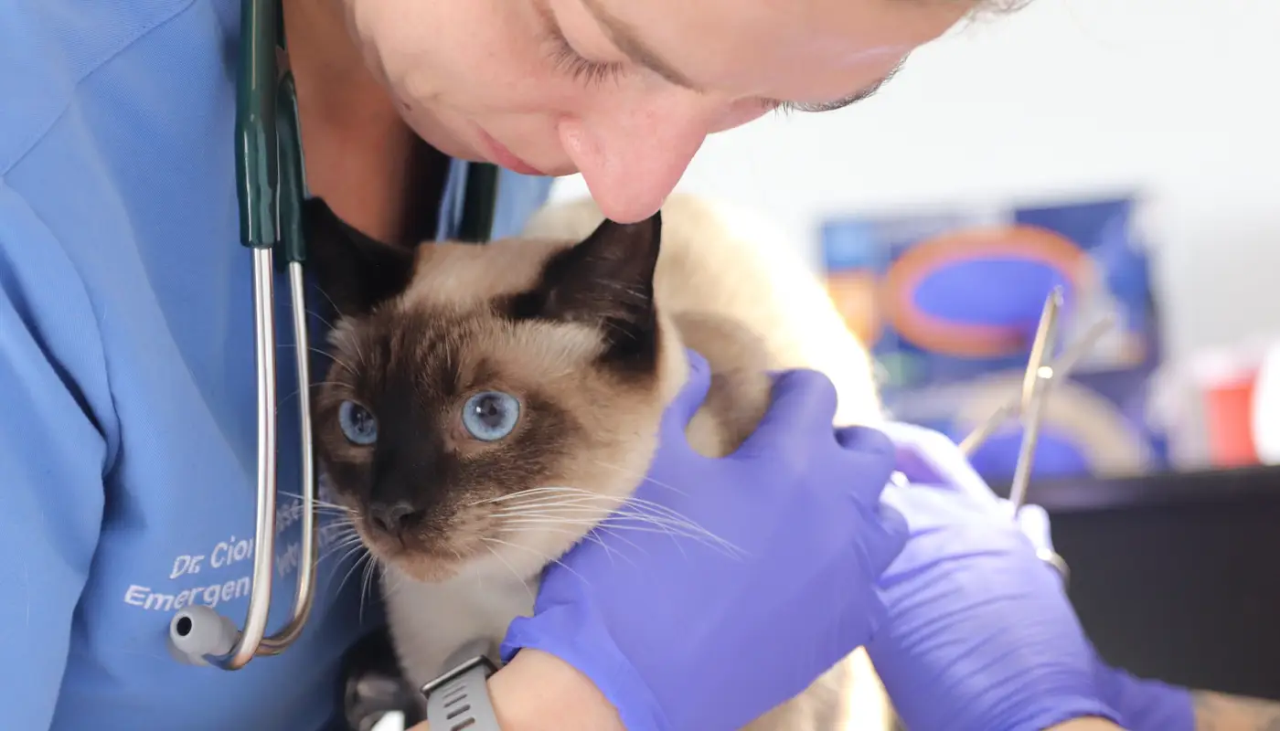 2026 breed risk report: Pets most at risk for ER and specialty care