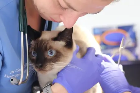 2026 breed risk report: Pets most at risk for ER and specialty care