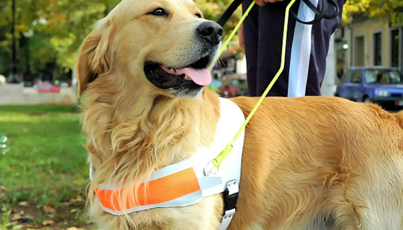 Pet Emergency & Specialty Center of Marin x Guide Dogs for the Blind
