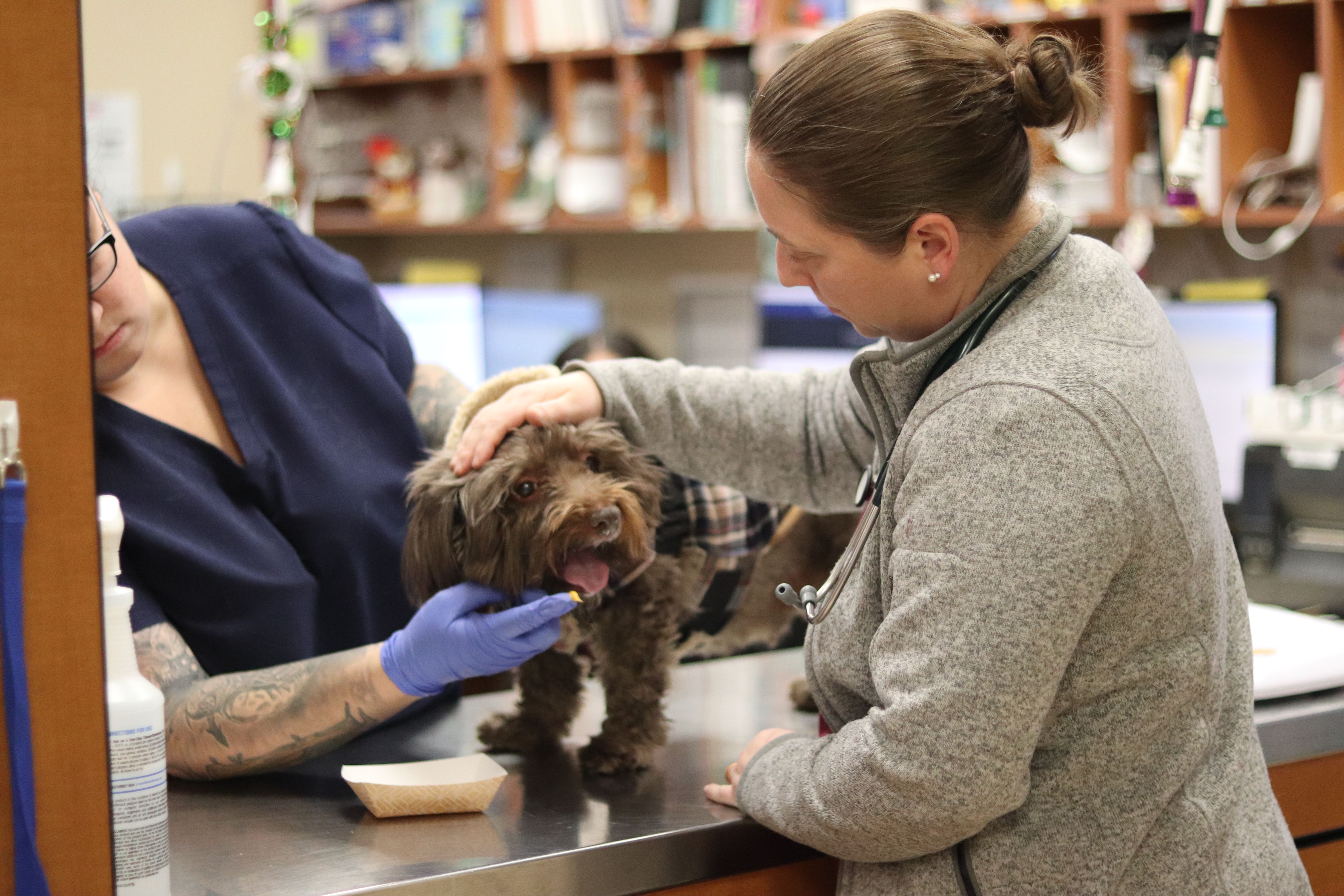 Keeping Calm and Care-ing on at Greater Staten Island Veterinary Services 