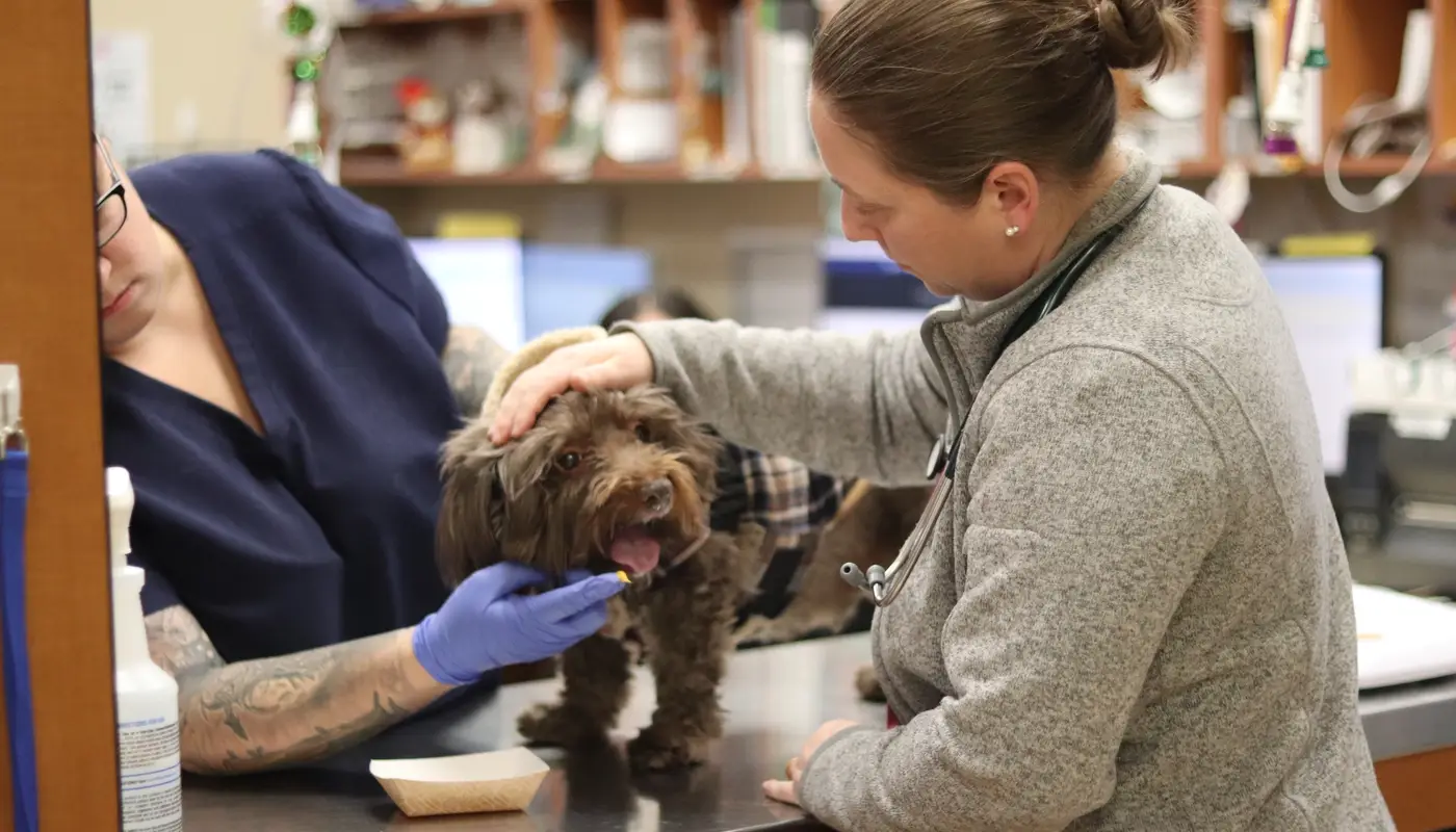 Keeping Calm and Care-ing on at Greater Staten Island Veterinary Services