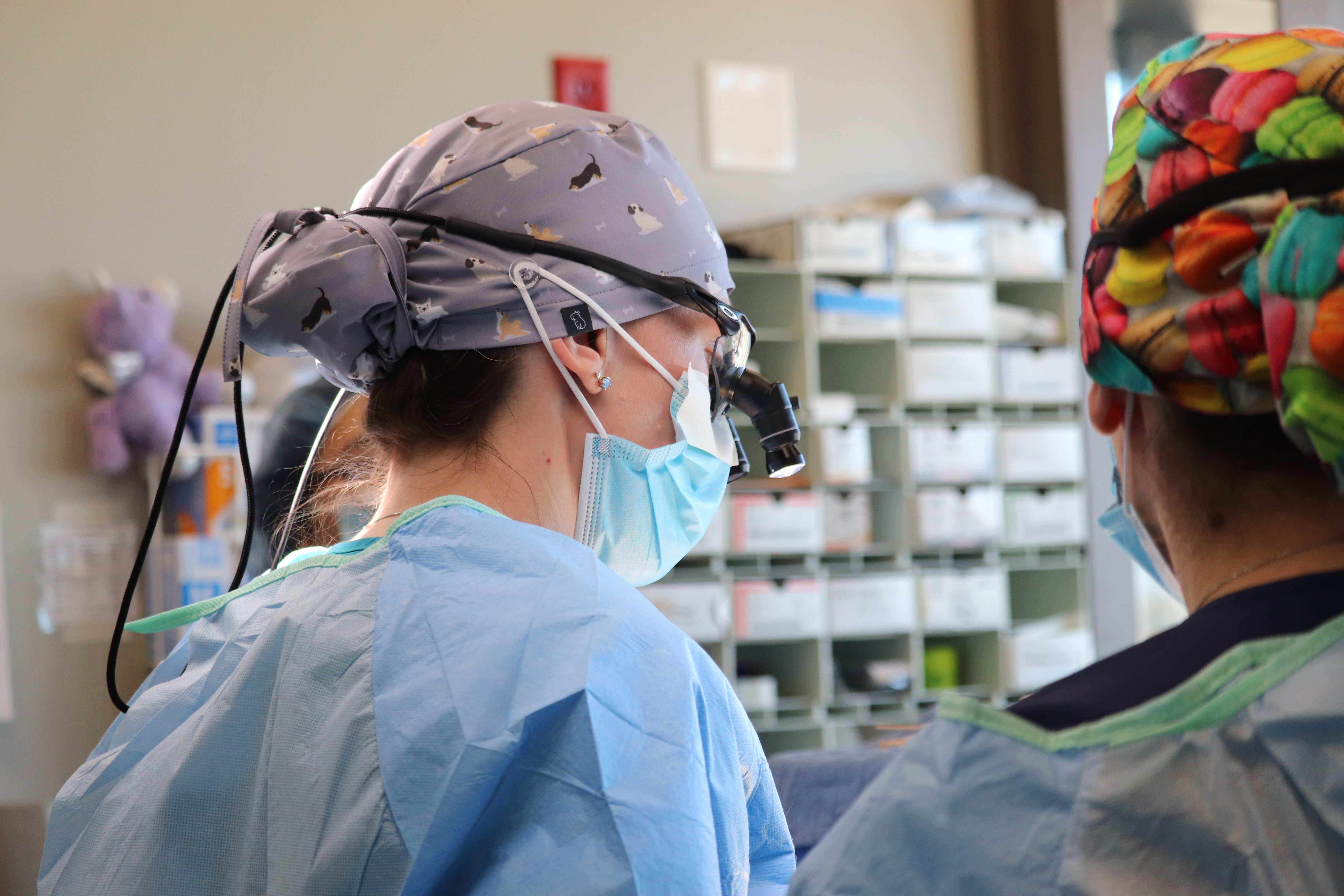 Celebrating World Veterinary Day