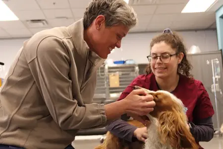 The Pet Hazard Map: Where, When & What Puts Pets at Risk