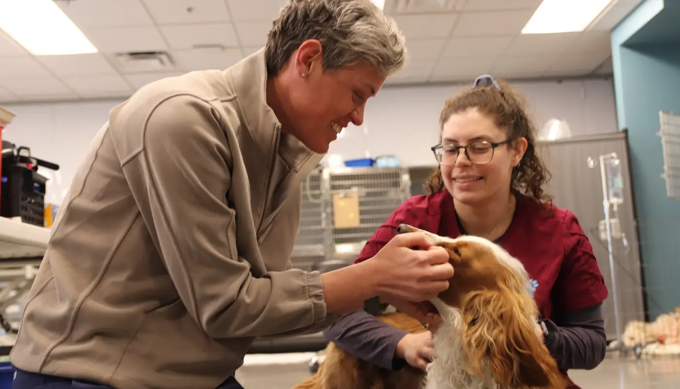 The Hazard Map: What's Actually Poisoning Pets, Outside the House and In It
