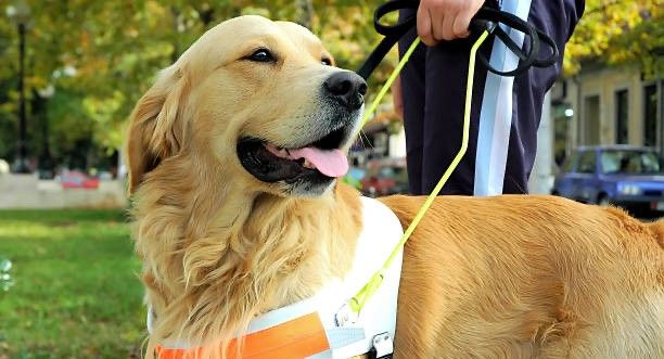 Pet Emergency & Specialty Center of Marin x Guide Dogs for the Blind