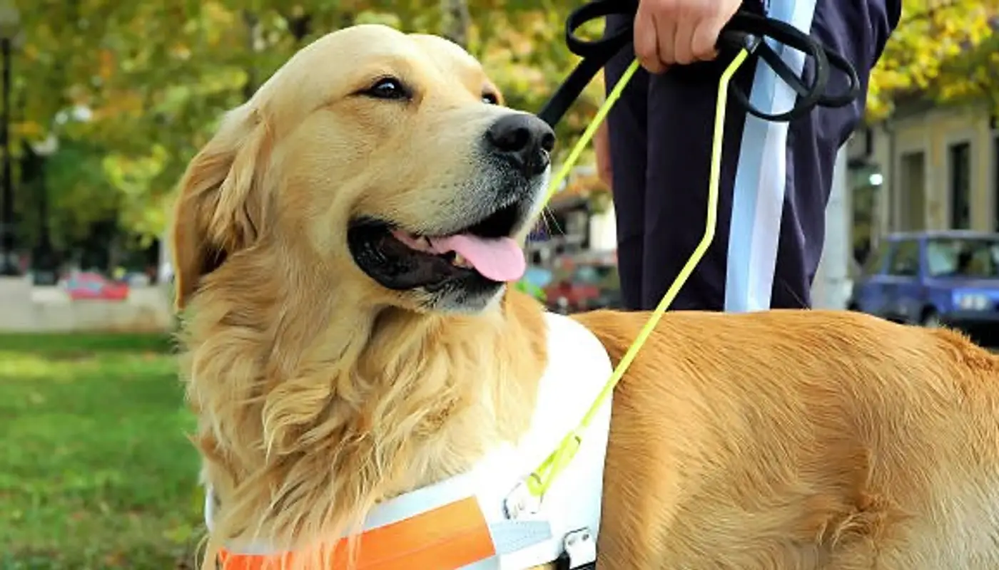 Pet Emergency & Specialty Center of Marin x Guide Dogs for the Blind