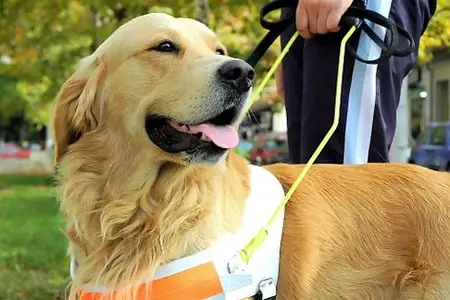 Pet Emergency & Specialty Center of Marin x Guide Dogs for the Blind