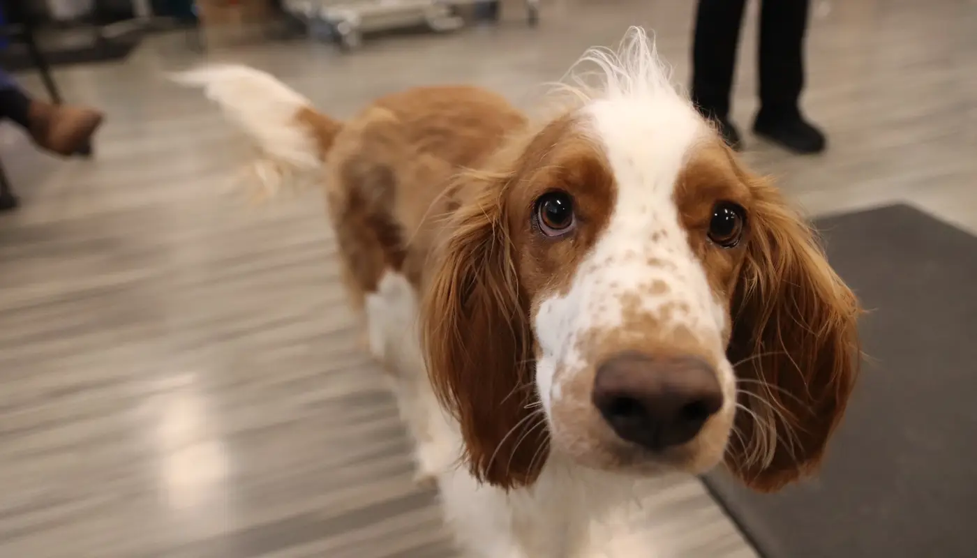 Championing the Future of Veterinary Medicine: Meet Our Campus Ambassadors