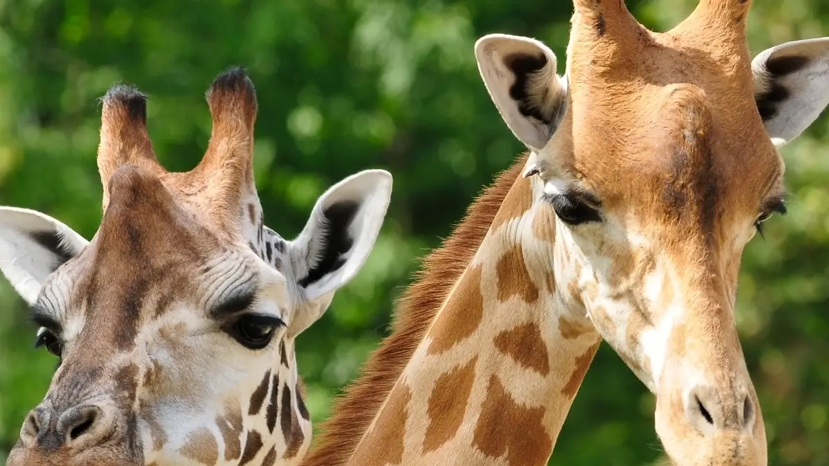 San Diego Zoo Event During IVECCS