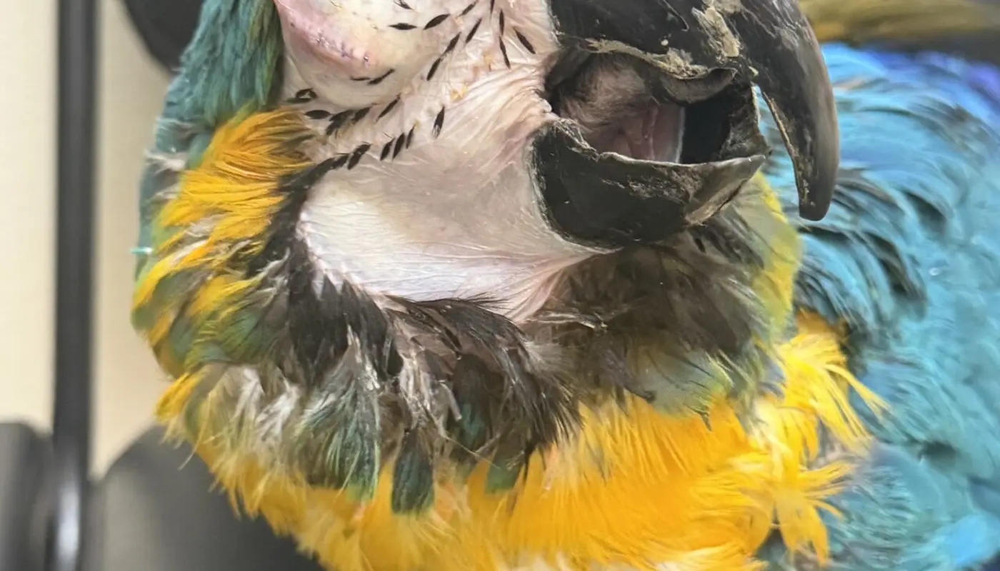Living our Core Value of Compassion by Helping Stevie the Macaw
