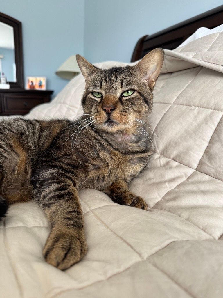 From Patient to Pet: Garden State Veterinary Specialists Eatontown Veterinarian Gives Cat a Second Chance