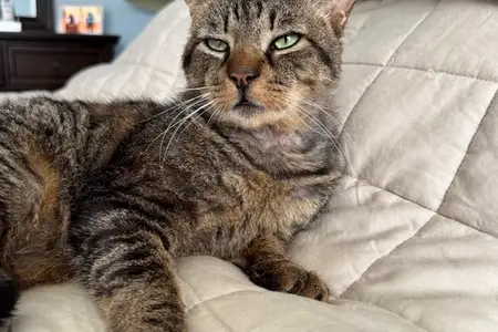 From Patient to Pet: Garden State Veterinary Specialists Eatontown Veterinarian Gives Cat a Second Chance