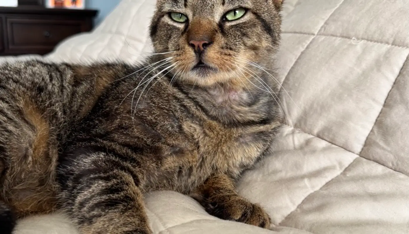 From Patient to Pet: Garden State Veterinary Specialists Eatontown Veterinarian Gives Cat a Second Chance