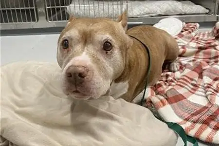 Garden State Veterinary Services Woodbridge Helps Rescues Find Their Way Home