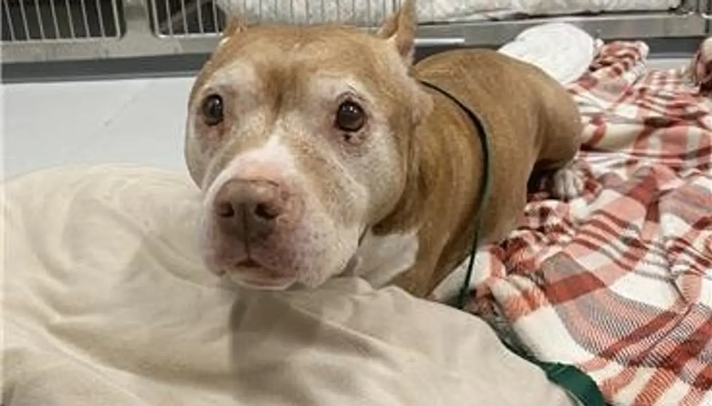 Garden State Veterinary Services Woodbridge Helps Rescues Find Their Way Home