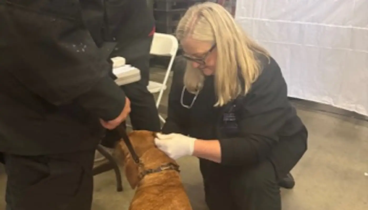 AVSG Internal Medicine, Emergency & Critical Care x Search Dog Foundation