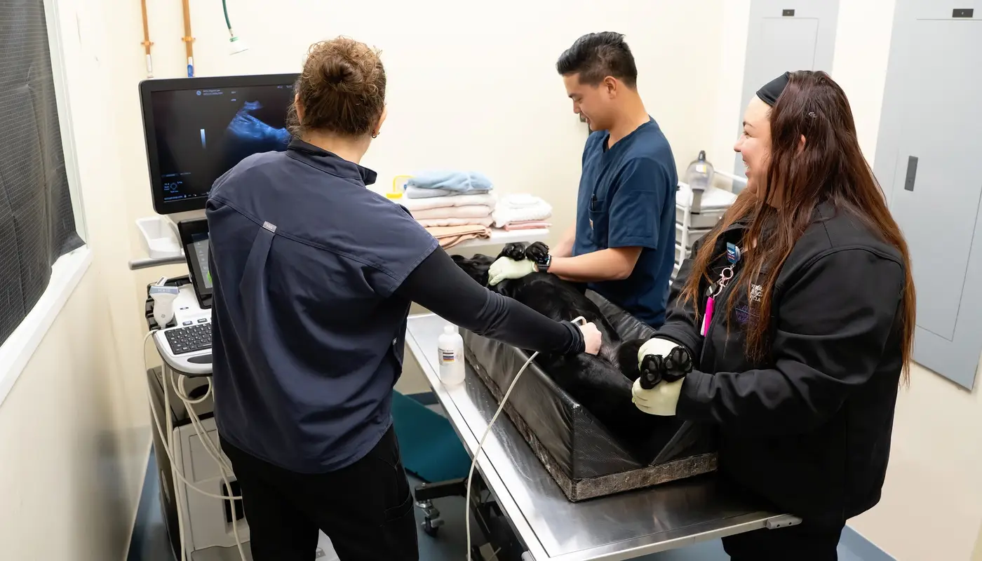 Creating a Culture of Connection at VSS/AVSG