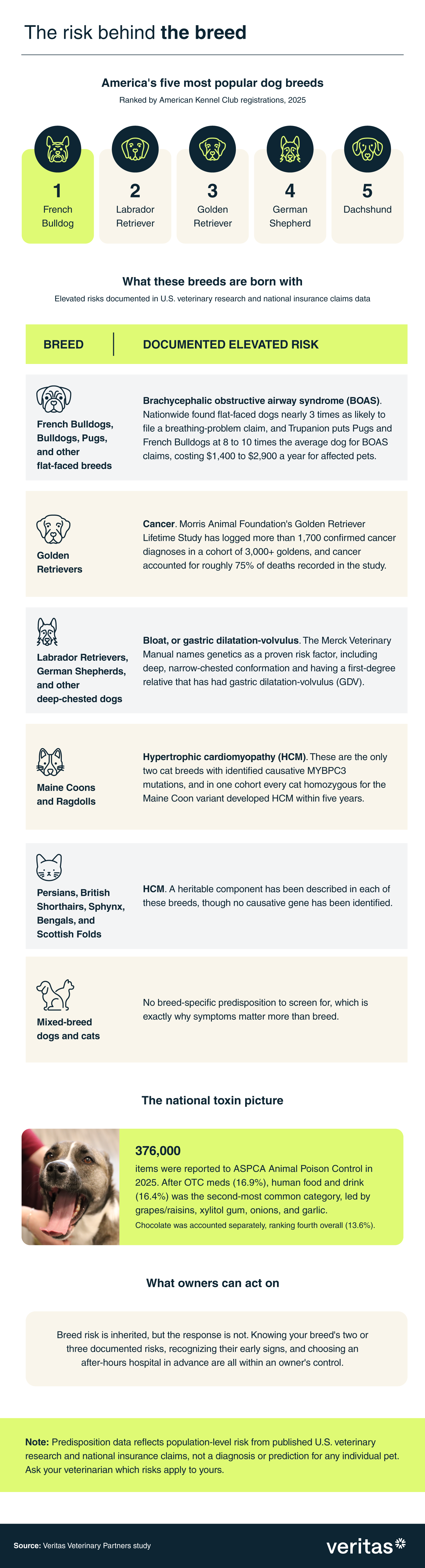 Infographic listing America's five most popular dog breeds and the health risks U.S. veterinary research has documented for them, including breathing problems in flat-faced breeds, cancer in Golden Retrievers, bloat in deep-chested dogs, and cardiac disease in several cat breeds.