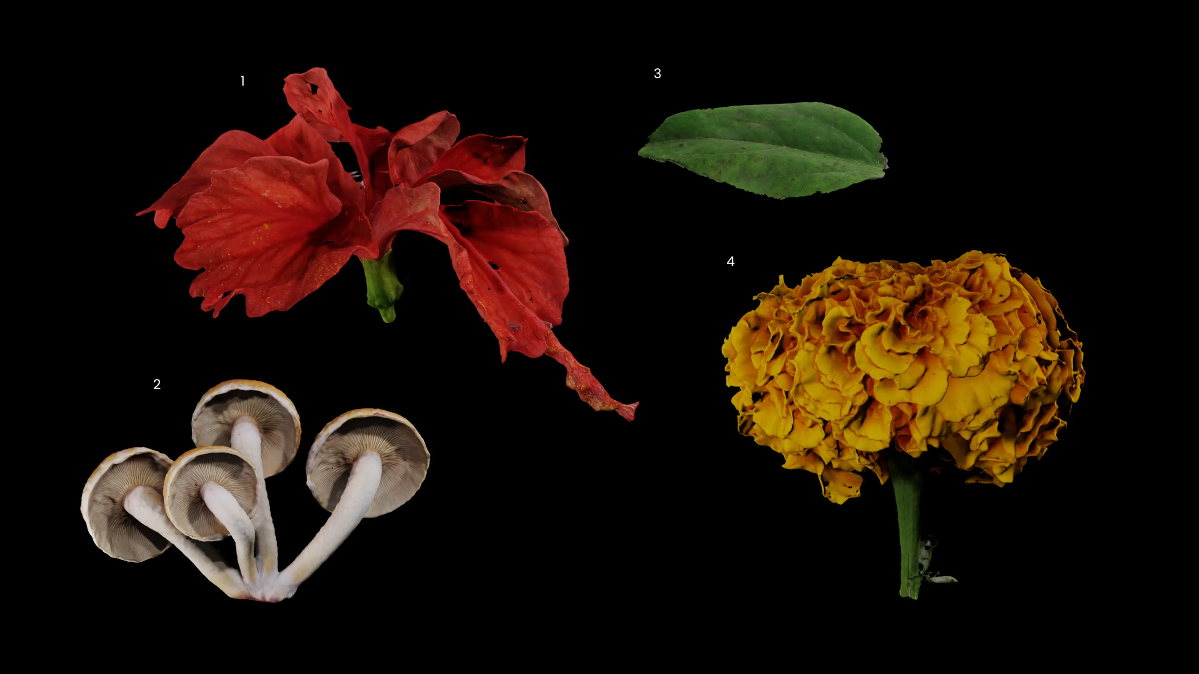 Locavore NXT