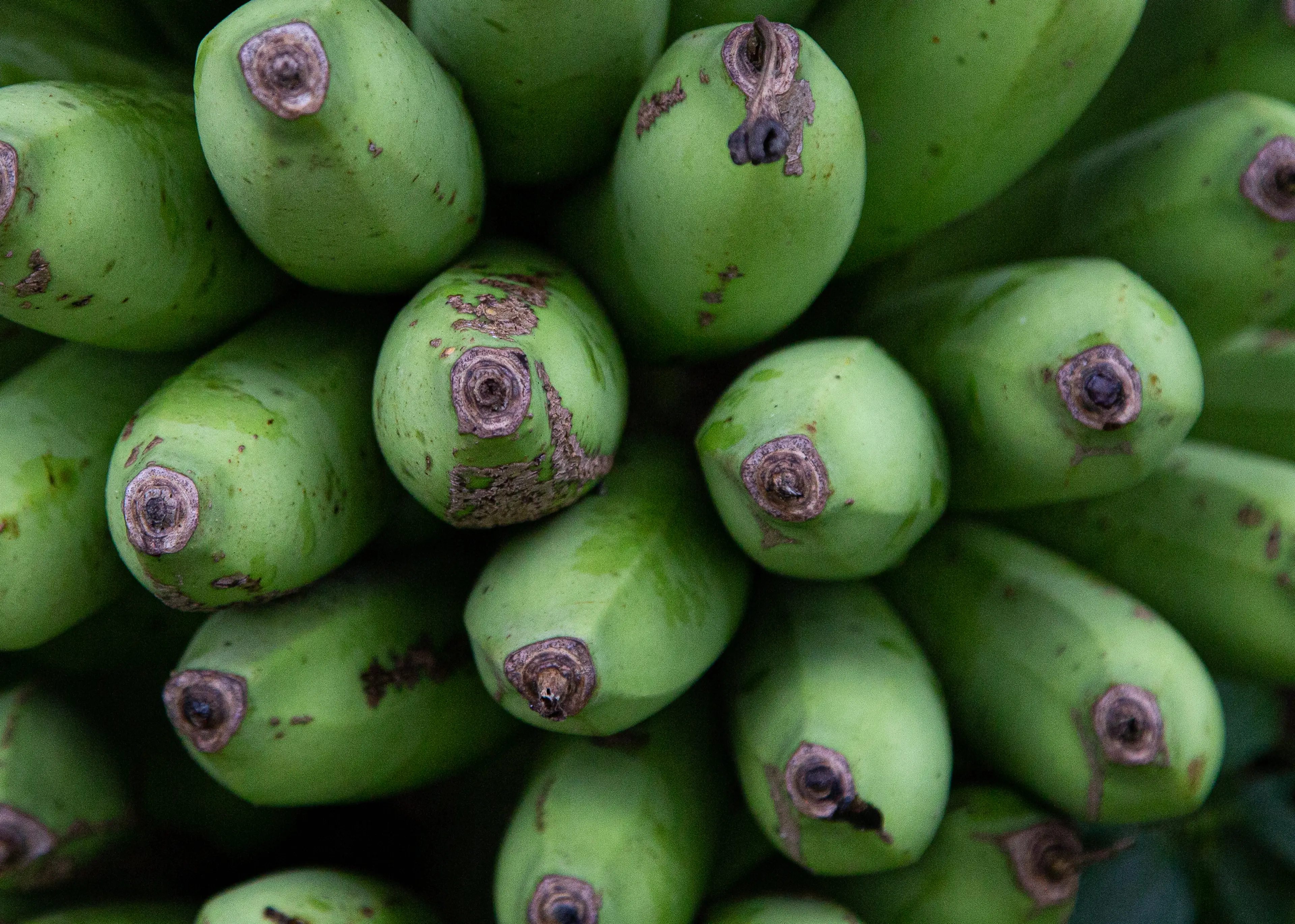 Locavore NXT