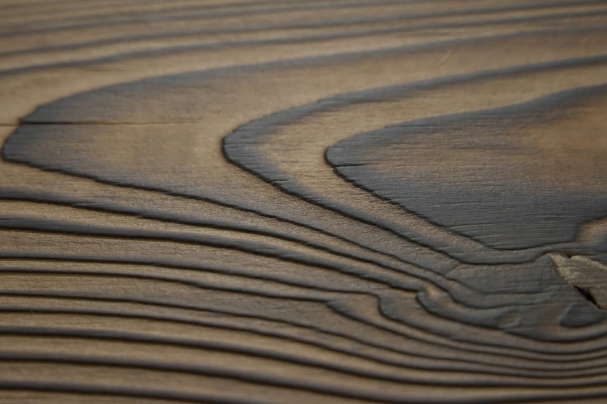 European Larch