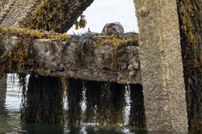 Otters (Isle of Mull)