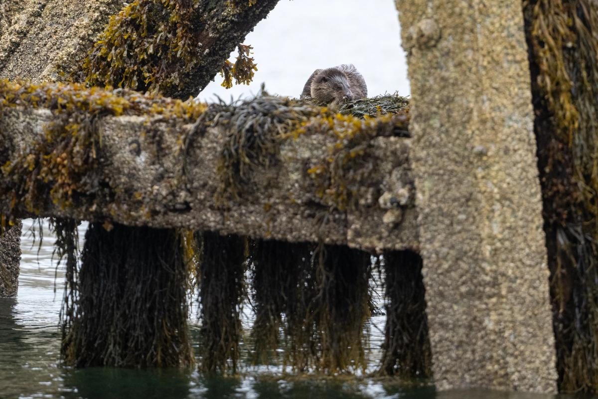 Otter Under Pier