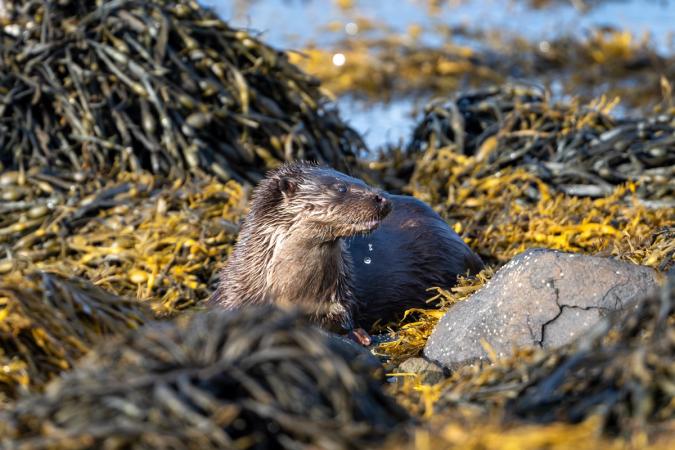 Otters (Isle of Mull)