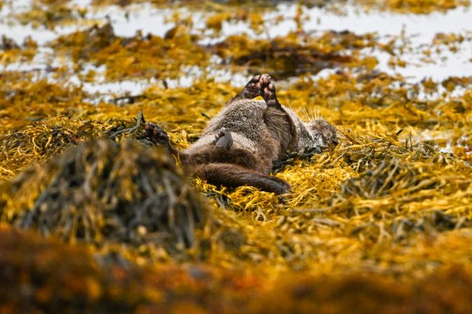 Otters (Isle of Mull)