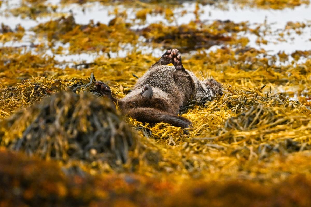 Otter Clap