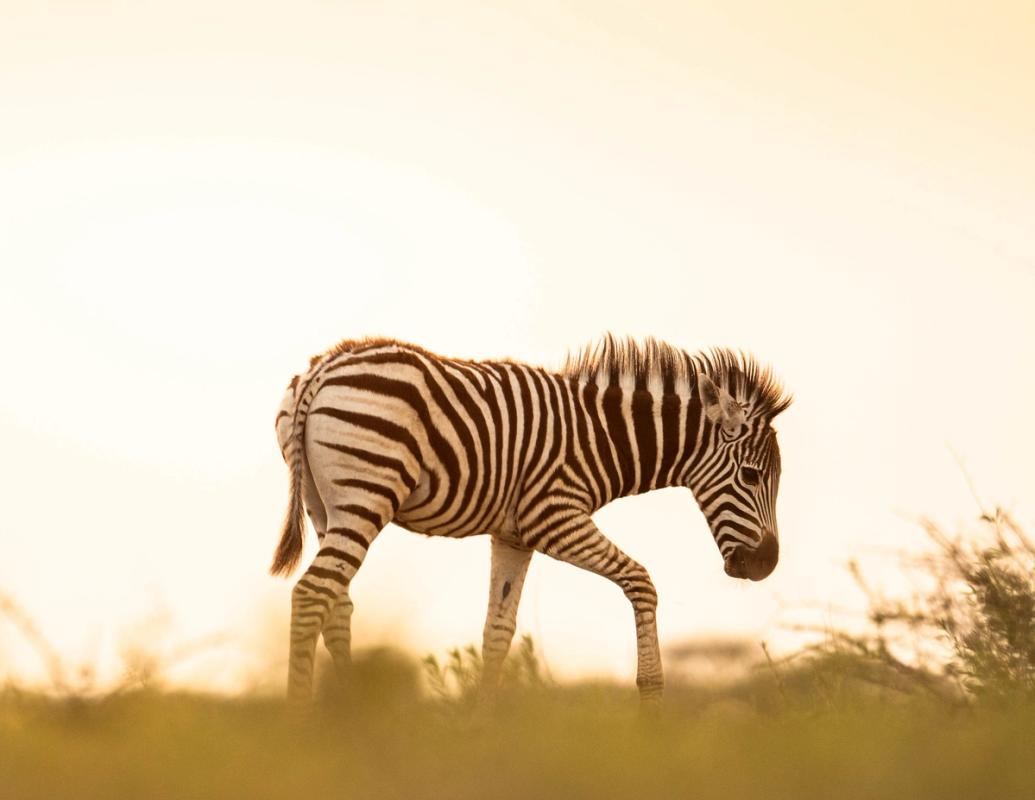 Zebra, Nxai Pan, Botswana (2020)