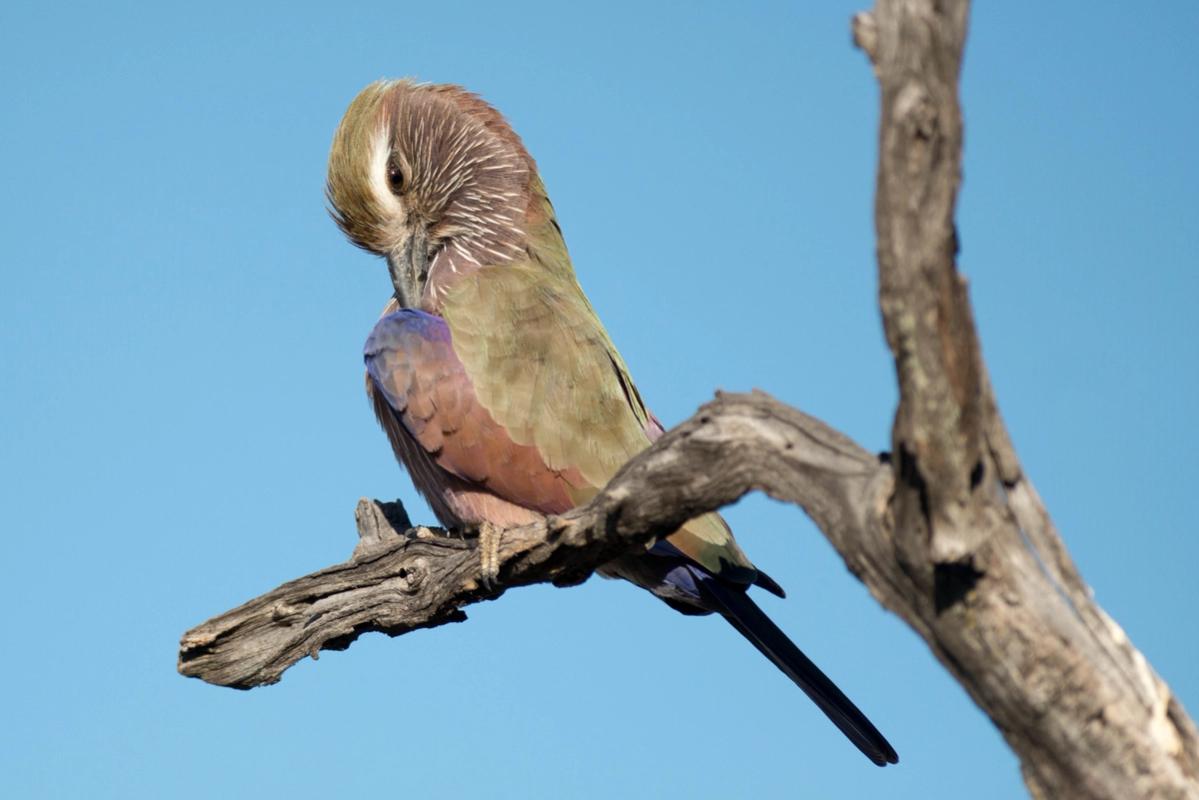 Purple Roller, Hwange National park, Zimbabwe (2014)