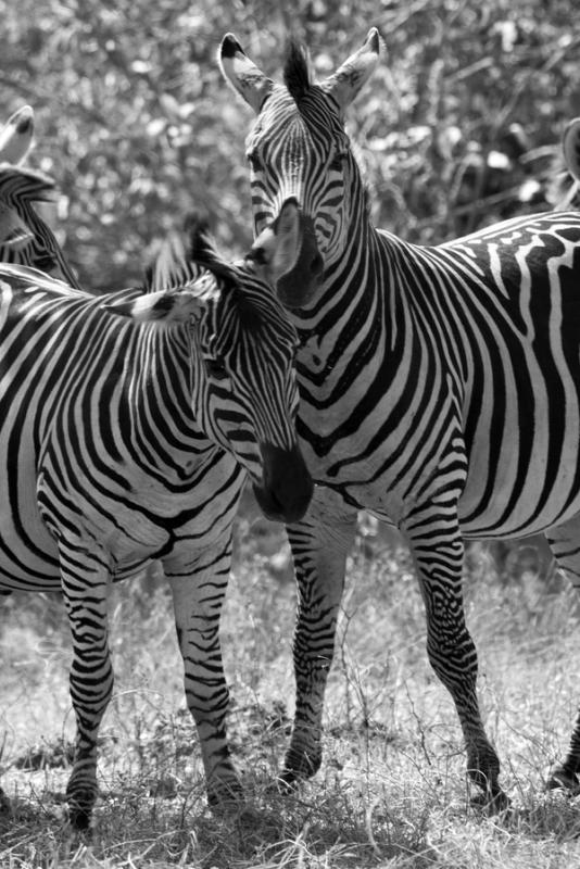 Zebra, Hwange National Park, Zimbabwe (2014)