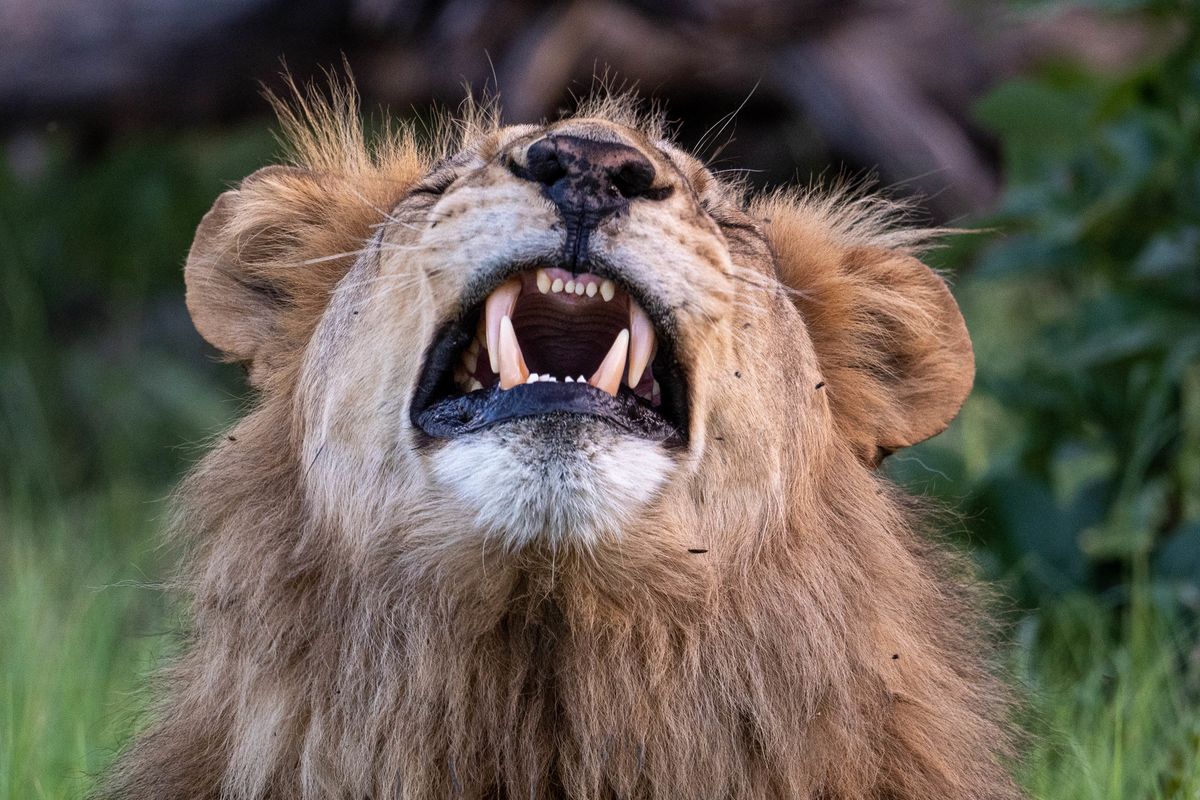 Lion, Khwai, Botswana (2019)