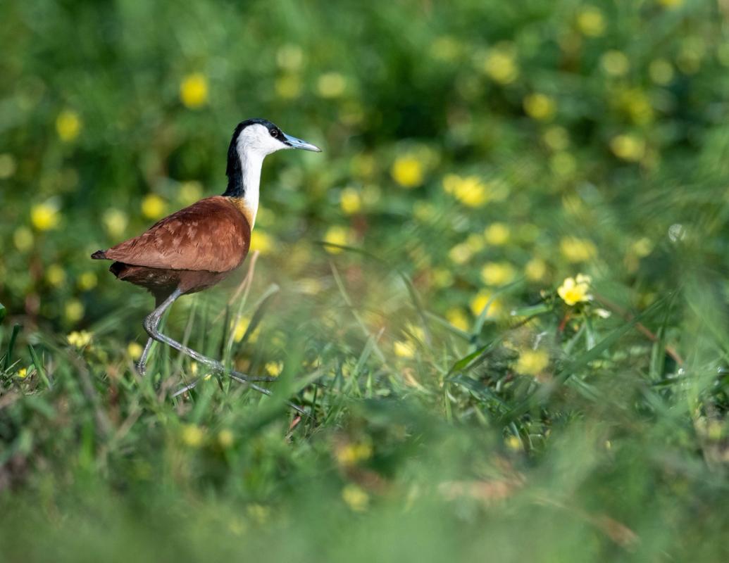 Jacana, Linyanti, Botswana (2019)