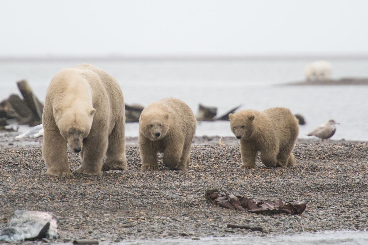 Polar Bears, Kaktovik, Alaska, USA (2017)