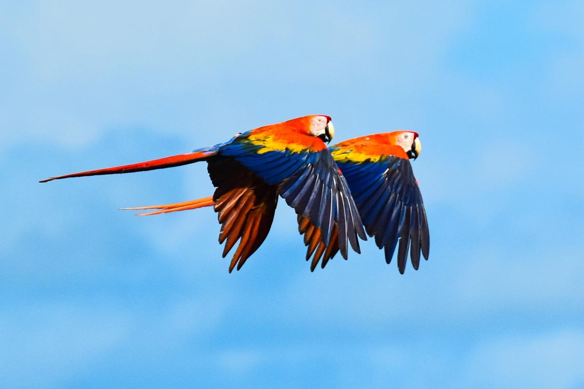 Macaws Osa Peninsula Costa Rica (2017)