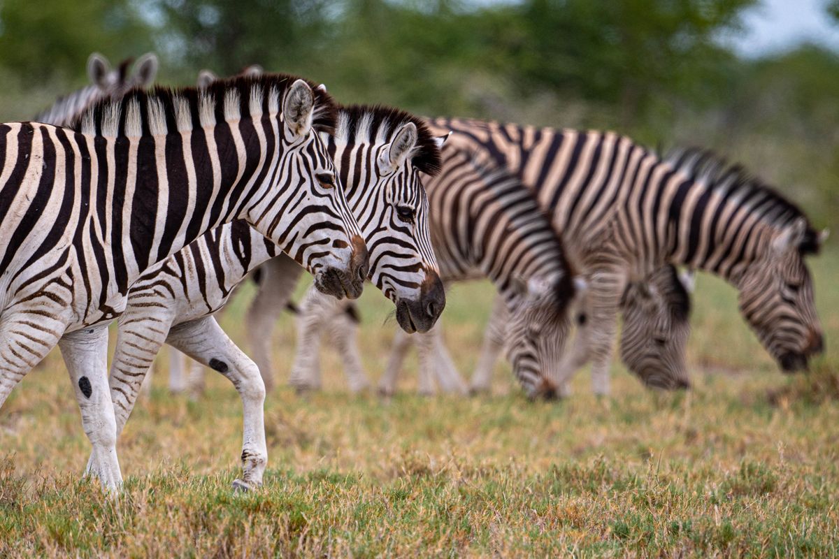 Zebras, Makgadikgadi Pan, Botswana (2020)